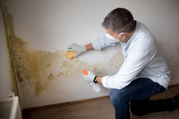 Best Mold-Related Health Consultation  in Bellevue, MI