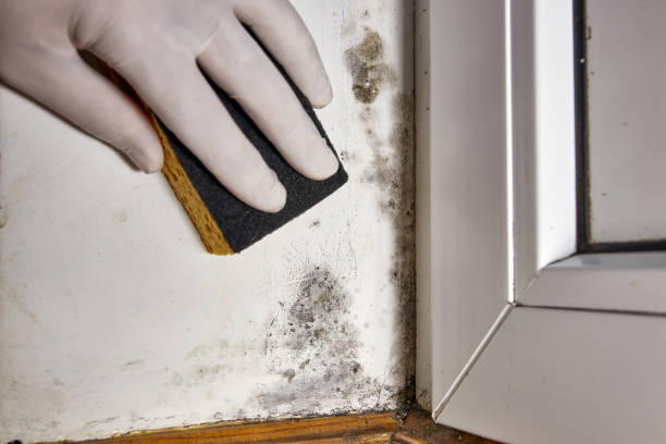 Best Environmental Consulting for Mold Prevention  in Bellevue, MI